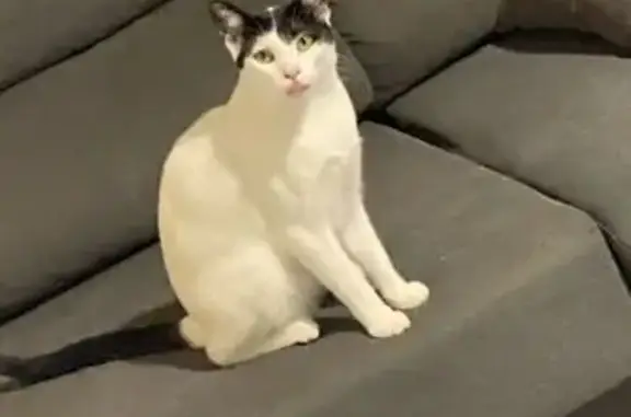 Gato Perdido: Blanco y Negro en Málaga