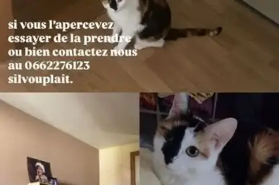 Chat tricolore perdue à La Châtre - photo