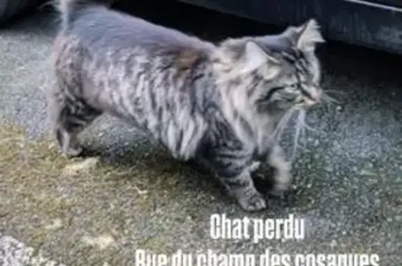 Chat perdu, Noyon, photo: Chatte perdue grise poils longs à Noyon