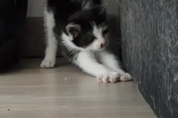 Chat trouvé Chantonnay, photo: Chaton femelle trouvée, Chantonnay