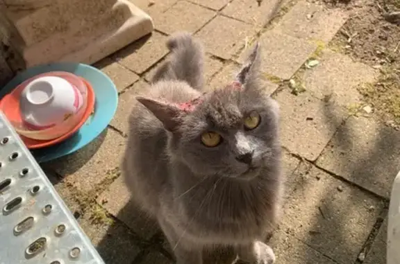 Chat trouvé Mouleydier, photo: Chatte grise trouvée à Mouleydier