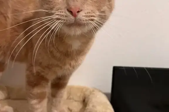 Animaux trouvés , photo: Chat roux câlin trouvé à Mulhouse