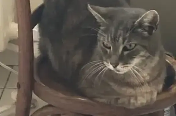 Chat tigré perdu, 13 ans, Saint-Paul - photo