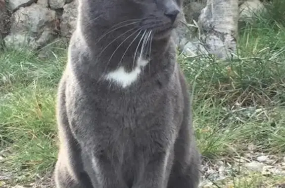 Chat perdu, mâle gris et blanc, Peypin - photo