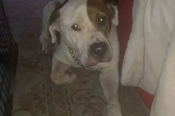 Lost Pit Bull Mix: Help Find Bella!