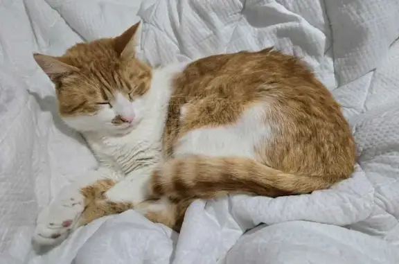 ¡Gato Atigrado Naranja Perdido en Sabadell!