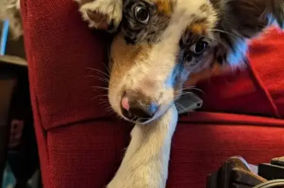 Lost Puppy: Unique Eyes, Multi-Color Coat