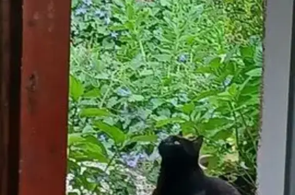 Chat noir perdu Rue des Charmilles - photo