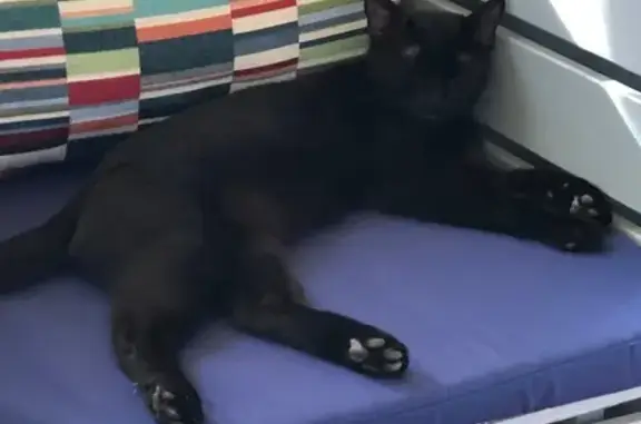 Chat perdu, , photo: Chat noir sociable perdu, queue cassée, Vensac