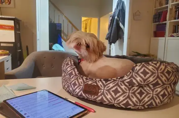 Lost Shih Tzu: Help Find Phoebe!