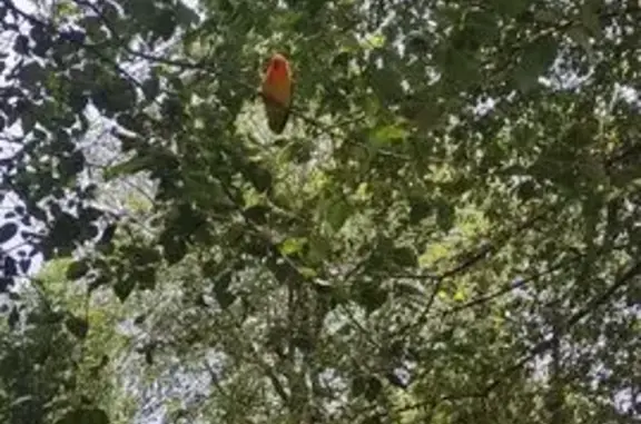 Agaporni Anillado Hallado en M...