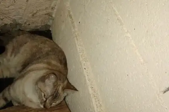 Chat fauve trouvé à Vertaizon - photo