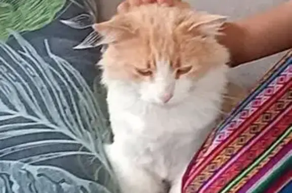 Animaux perdus Dannemarie-sur-Crête, photo: Chat perdu blanc et roux à Dannemarie