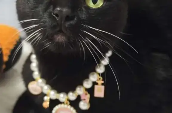 Lost Black Cat: Green Eyes, White Whiskers