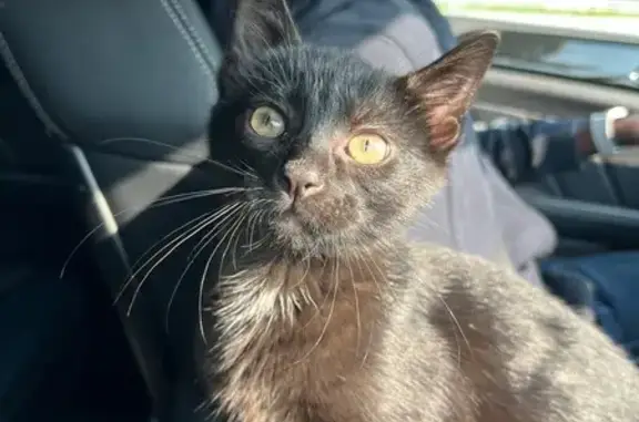 Lost Kitten: Yellow Eyes, Last Seen Kroger