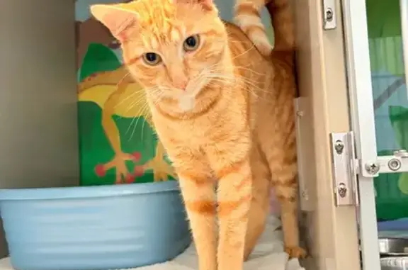 Friendly Orange Cat Found in Sugar Hill