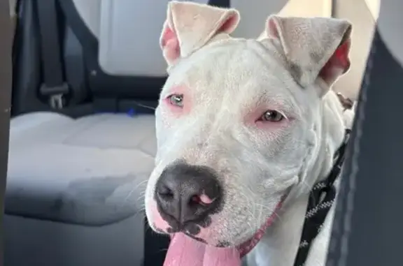 Found dog New Haven, photo: Found: White Pitbull on Sherman Ave, CT