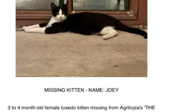 Lost pets Gilbert, photo: Lost Tuxedo Kitten: East Ray Rd, Gilbert