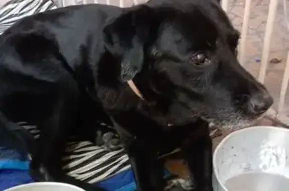 cachorro encontrada