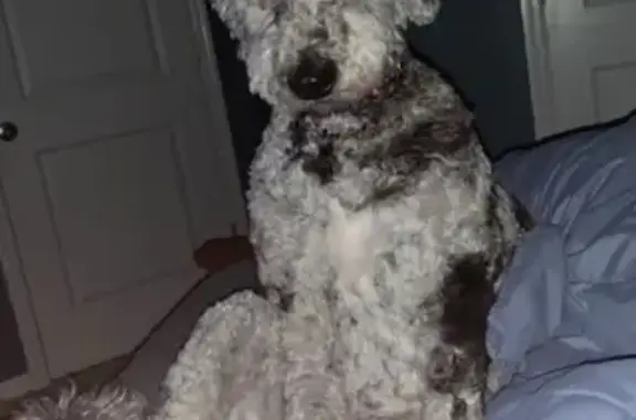 Lost Newfiedoodle: Black, Grey & White