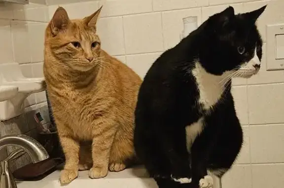 Lost pets Kingsport, photo: Lost: Chunky Orange Cat in Kingsport