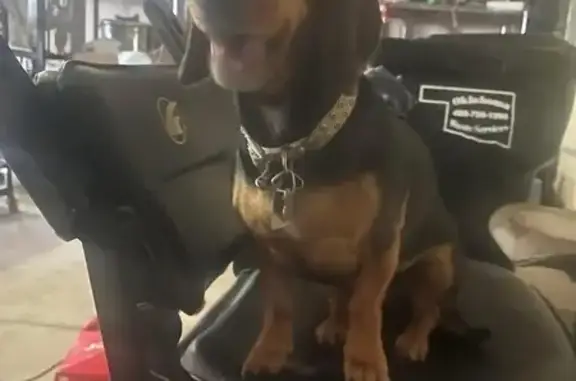 Lost Dachshund: Black & Tan, One Blind Eye