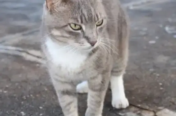 Lost Tuxedo Cat: White Paws & Ear Clip