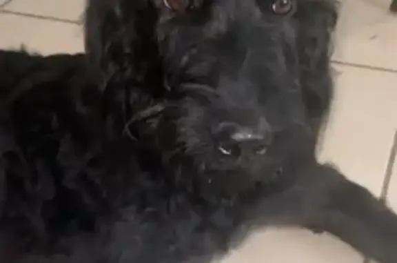Lost Skittish Labradoodle: Luna in NPR