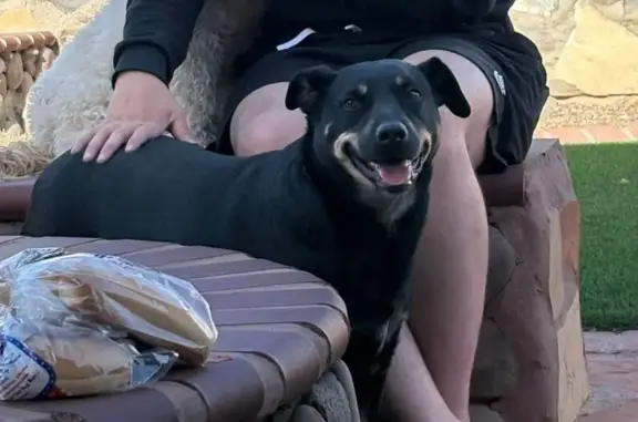 Lost and found pets El Paso, photo: Lost Friendly Black & Tan Dog - El Paso