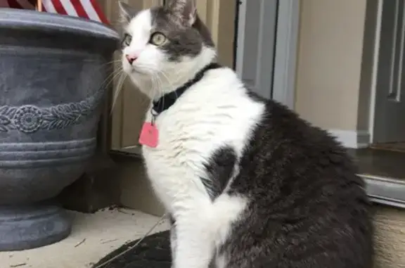 Lost and found pets Shawnee, photo: Lost Cat Meeko: Chipped & Collared