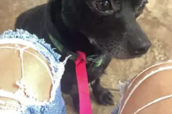 Lost Small Green Dog at Pinnacle Hill