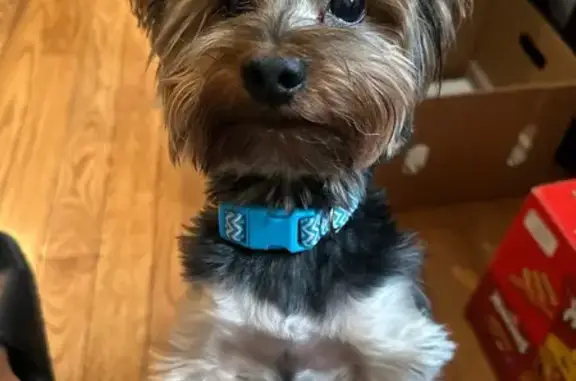Missing dog Wilmington, photo: Lost Dog: Black & Tan, Red Collar, Wilmington