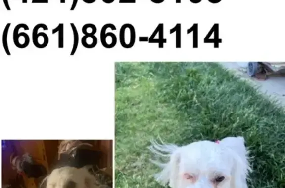Lost Maltipoo: One-Eyed in Palmdale