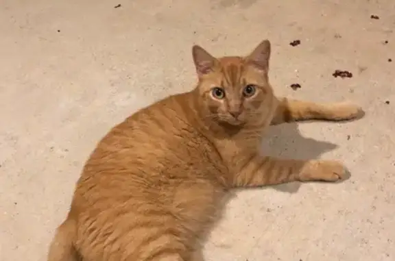 Missing cat Madison, photo: Missing: Friendly Orange Tabby, Colonial Dr