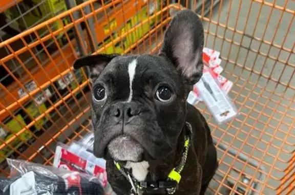 Lost French Bulldog: Parsippany, NJ