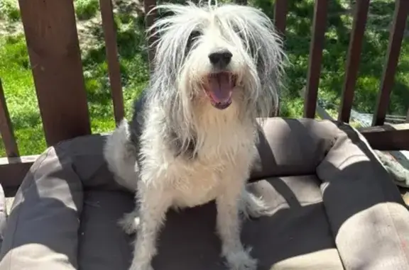 Missing dog Omaha, photo: Lost Dog: Help Find Her on N 36th Ave