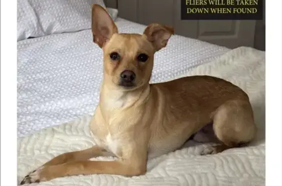 Lost Tan Dog: Chihuahua Mix, Hudson St