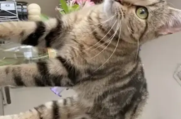 Lost Cat: Friendly Marble Coat in Charlotte