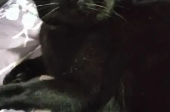 Lost Black Cat with Limp - Puyallup Area