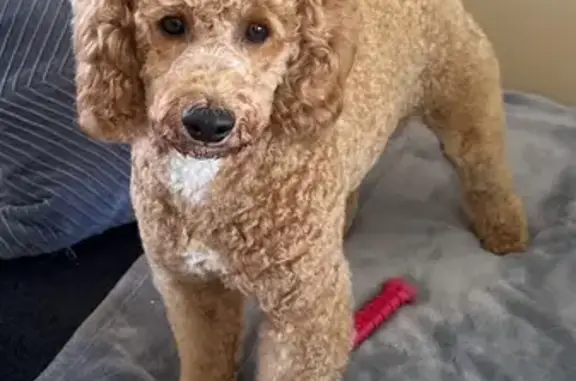 Lost Golden Dog: White Nose Streak