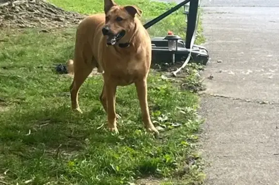 Found dog Mechanicsville, photo: Found Dog: Mixed Breed on Bohle Rd, 27230