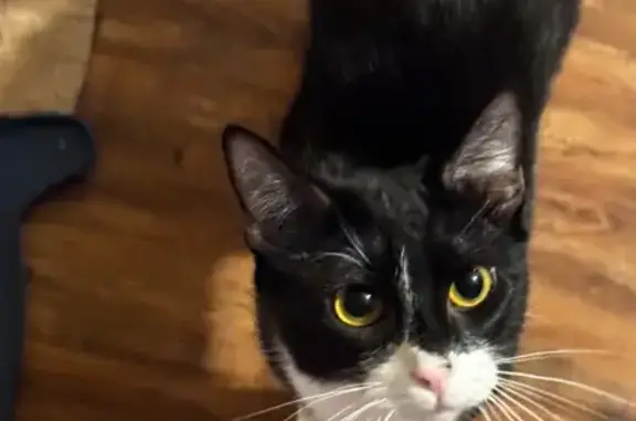 Lost Cat: Black & White in Newbury