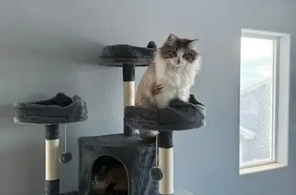 Lost and found pets Colorado Springs, photo: Fluffy Lost Cat: Kenosha Dr, CO Springs