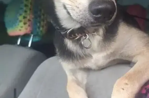 Lost and found pets Corpus Christi, photo: Lost Dog: White-Eyed 'Zombie' in Corpus