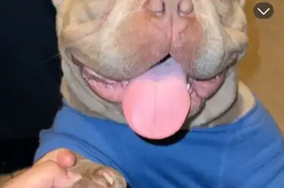 Lost: Friendly Brown Dog on West Green