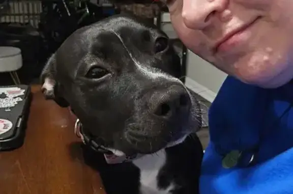 Lost Shy Dog: Injured, Last Seen in Indy