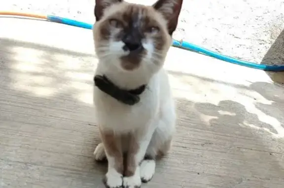 Se busca: Gata siamesa perdida en Neza