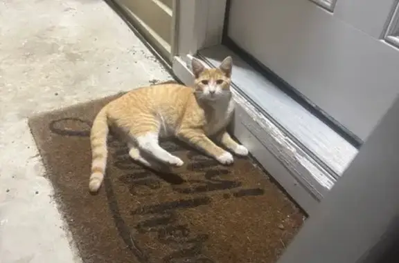 Lost and found pets Columbus, photo: Friendly Found Cat on Stewart Avenue