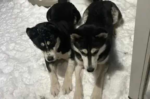 Missing dog Peoria, photo: Lost Siberian Huskies in Peoria Area