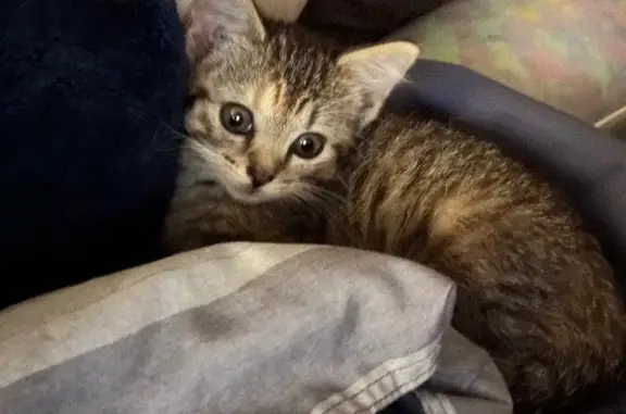 Lost Cat: Brown & White, Larkgrove Dr.